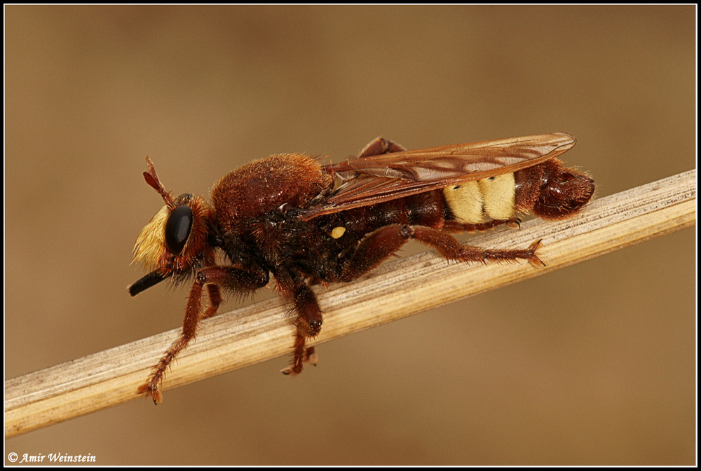 Laphria dizonias